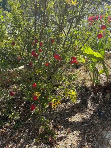Pomegranate  field
