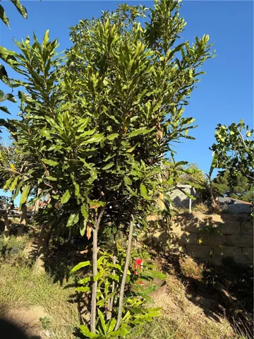 Macadamia  Nut
