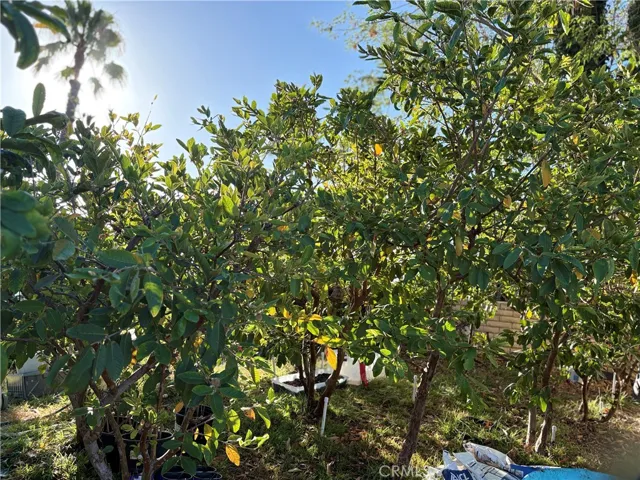 Guava Field