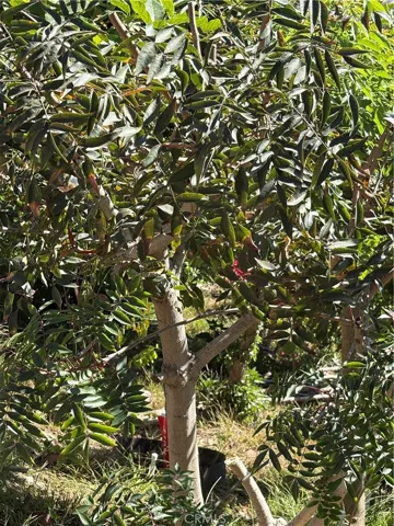 Persimmon FuJi