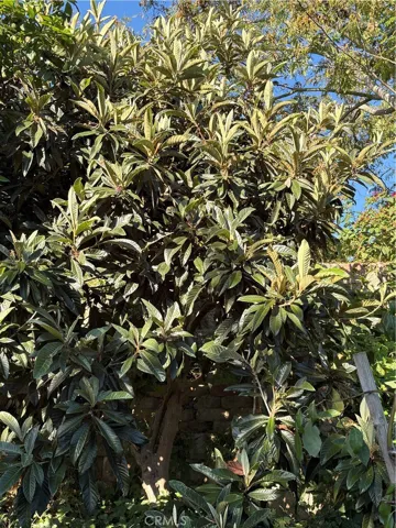 Loquat  Field
