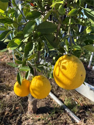 Valentine Pomelo
