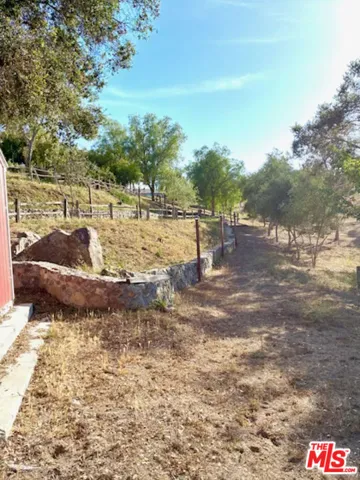 Olive tree area