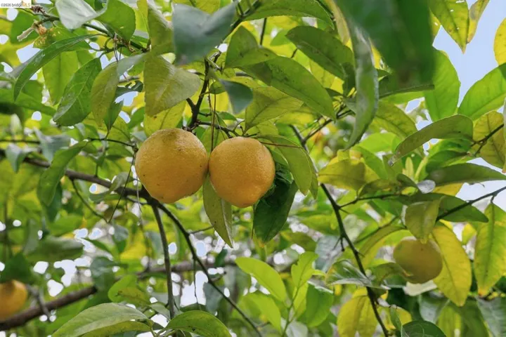 Citrus tree featuring ripening fruit and vibrant green foliage