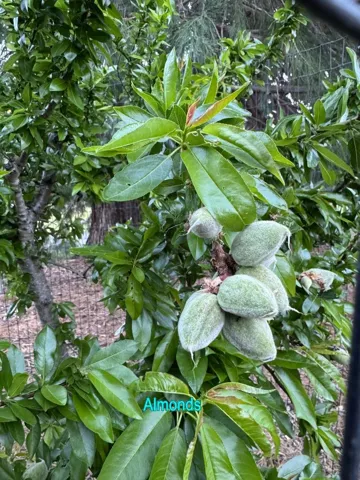 , Los Gatos, California 95033