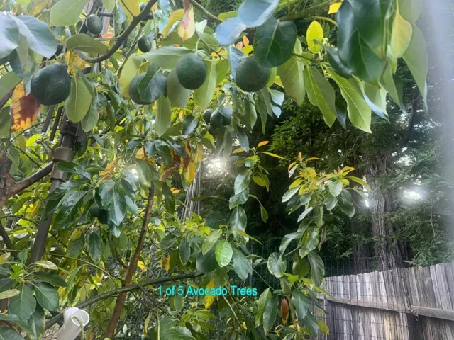 , Los Gatos, California 95033