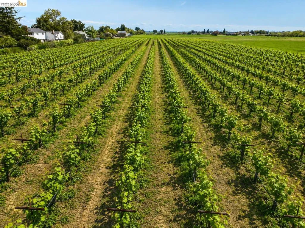 Extensive vineyard with orderly rows of grapevines