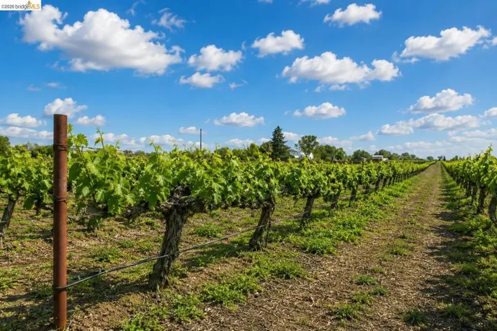 Expansive vineyard with mature grapevines and established trellising system