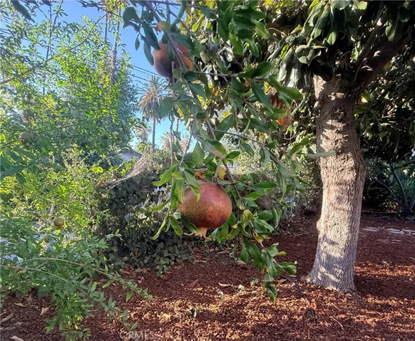 Pomegranate Tree among numerous citrus and fruit trees.