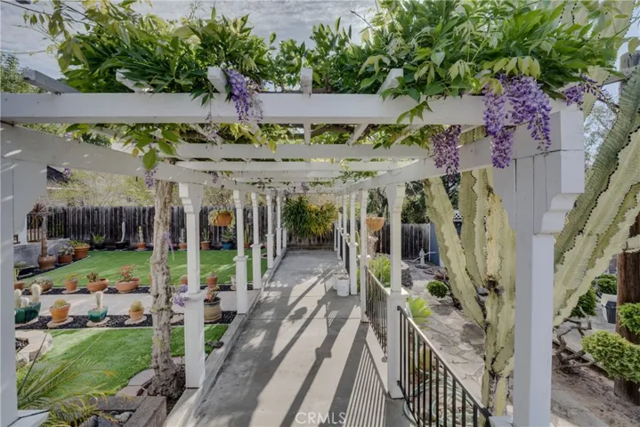 Wisteria blooms in the Spring