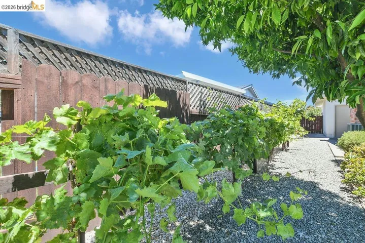 Landscaped side yard featuring mature grapevines, a gravel pathway, a wood privacy fence, and established perimeter plantings