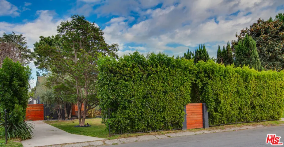 large ficus create privacy