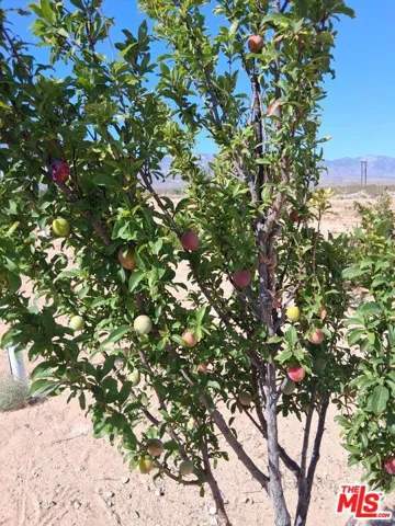 9025 Camp Rock Road, Lucerne Valley, California 92356