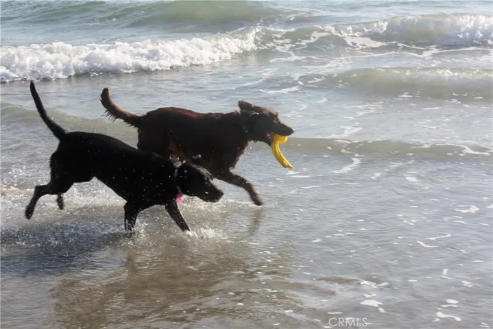 Dog Beach HB