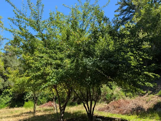 18770 Kelly (mustang Mesa), Boulder Creek, California 95006