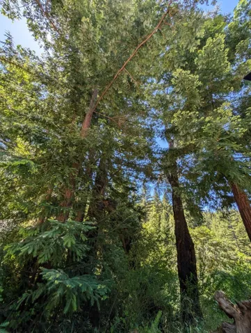 18770 Kelly (mustang Mesa), Boulder Creek, California 95006