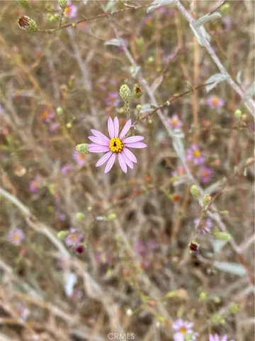 Wildflowers