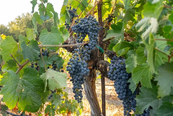 2925 Anderson Road, Paso Robles, California 93446