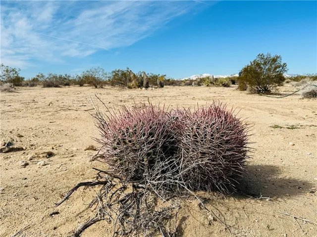 1234 Desert Lily, Joshua Tree, California 92252