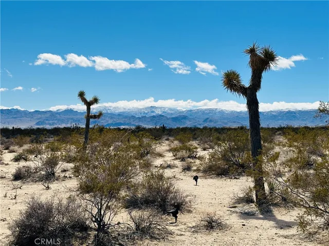 1234 Desert Lily, Joshua Tree, California 92252
