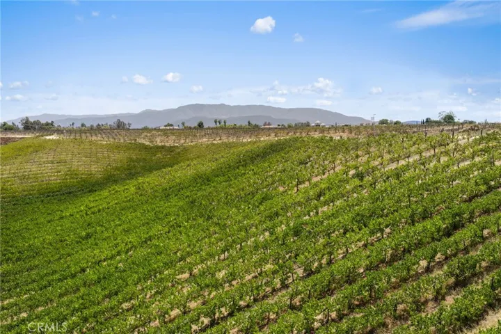 30 Acres of Vineyards