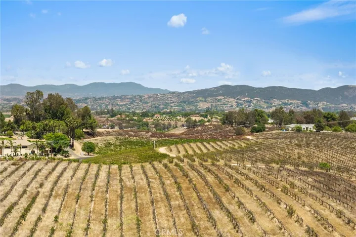 Vineyards