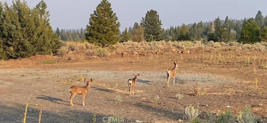 0 Bobcat Drive, Alturas, California 96101