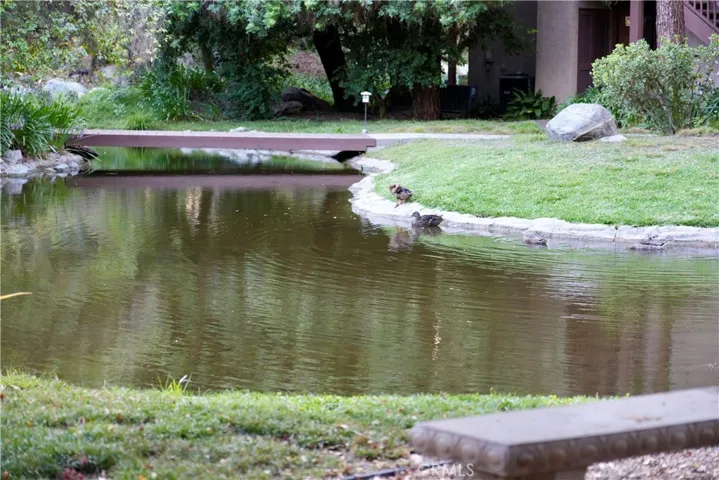Community Ducks