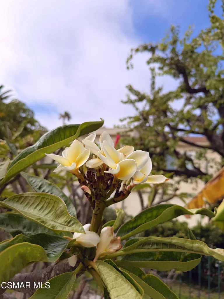 Hawaiian Flower