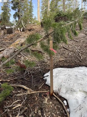 7217 Palisade Road, Soda Springs, California 95728