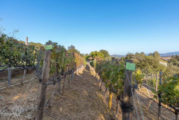 Vineyard