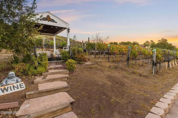 Vineyard- Sunset