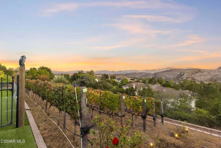 Vineyard- Sunset