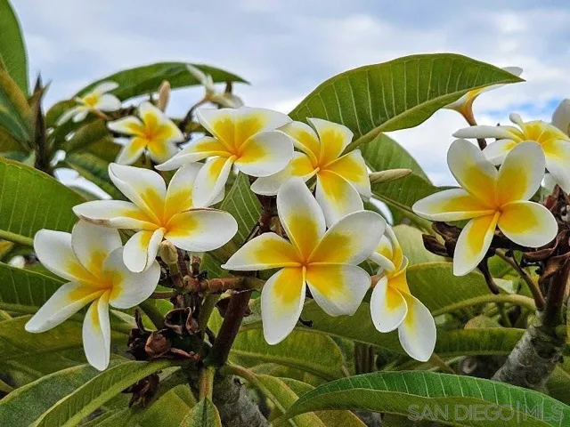 One of two plumerias!