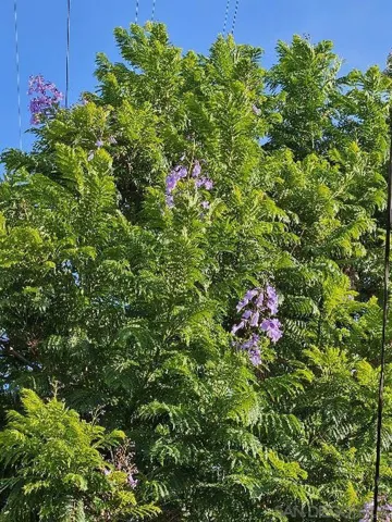 Fragrant, mature Jacaranda tree offers delightful scents & shade!