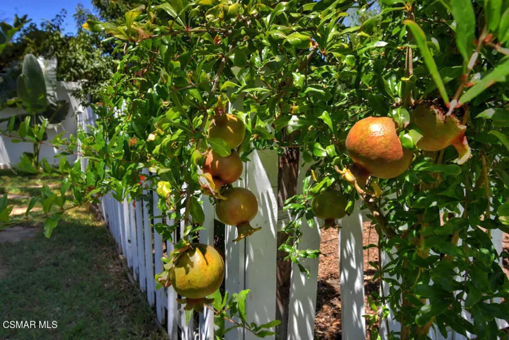 Fruit trees
