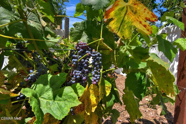 Grapes