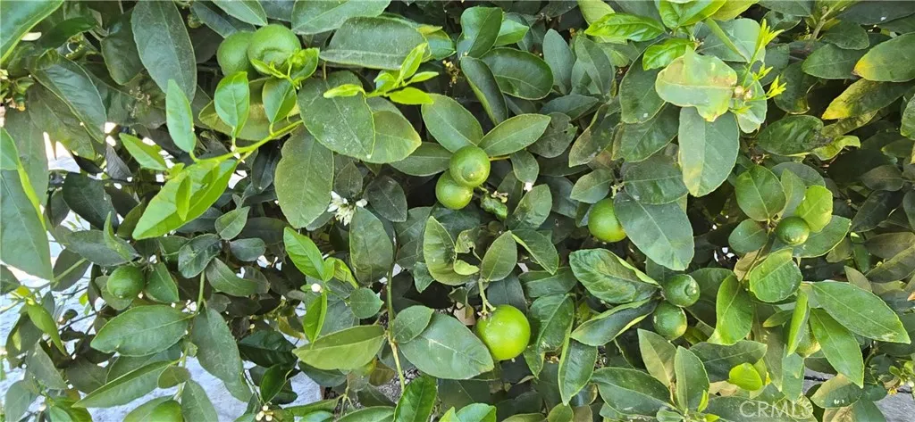 Lime tree