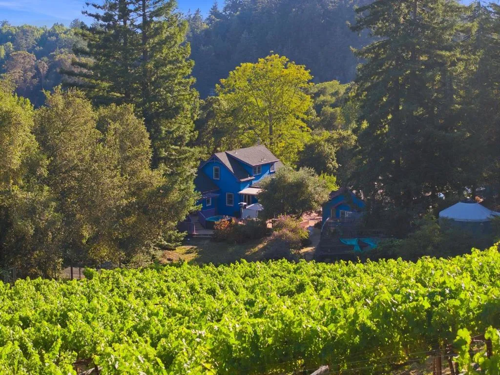 Vineyard & guest yurt