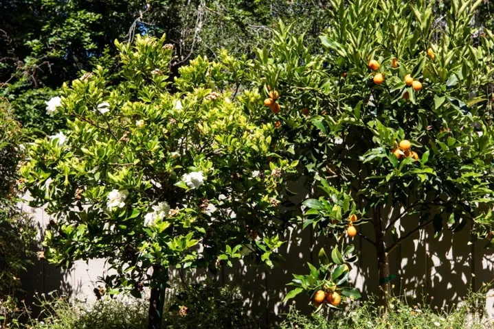 6 Bay Tree, Los Altos, California 94022