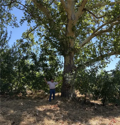 19115 Simpson Road, Corning, California 96021