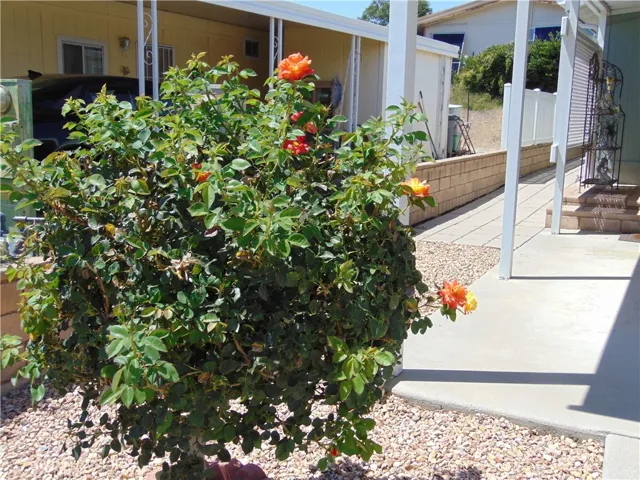 roses in front