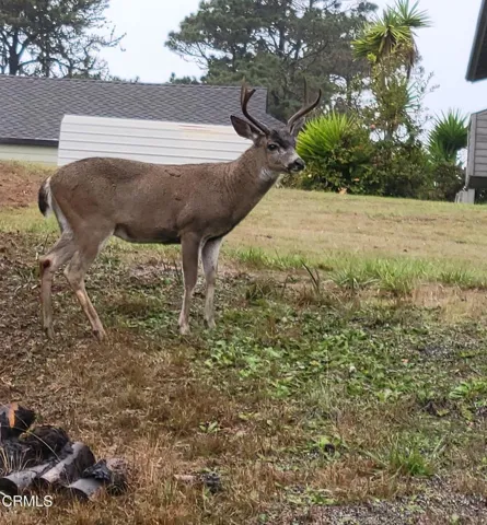 20251026 neighborhood buck