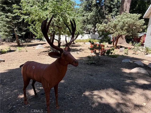 LOCAL WILDLIFE