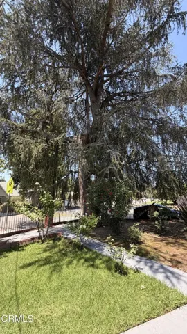 Deodar in Front Yard