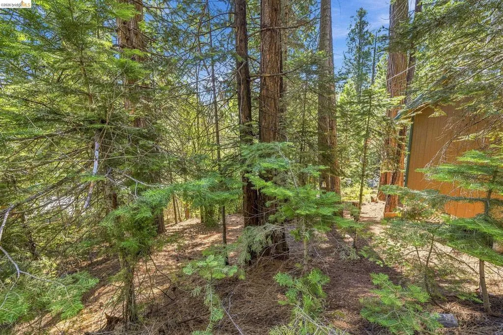 Wooded terrain featuring mature evergreen trees and natural ground cover