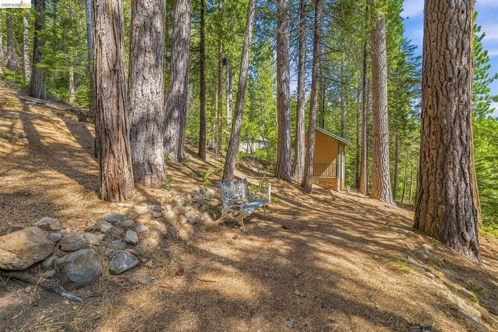 Wooded lot featuring mature pine trees, natural ground cover, and a rustic storage shed with a small porch