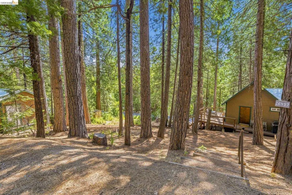 Wooded property featuring numerous mature pine trees