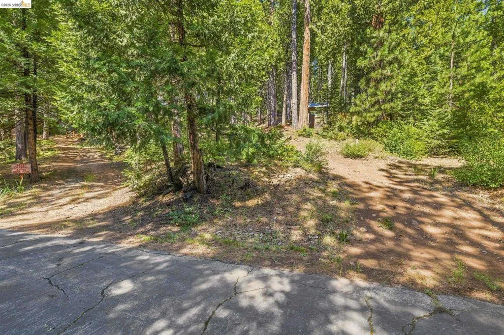 Paved road frontage with two separate dirt paths extending into a wooded environment