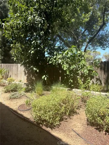 Avacado and fig tree.